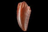 Serrated, Raptor Tooth - Real Dinosaur Tooth #173541-1